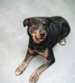 Photo of Gunner