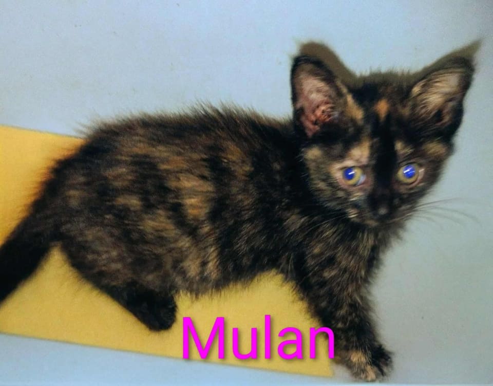 Photo of Mulan - Waldo Litter