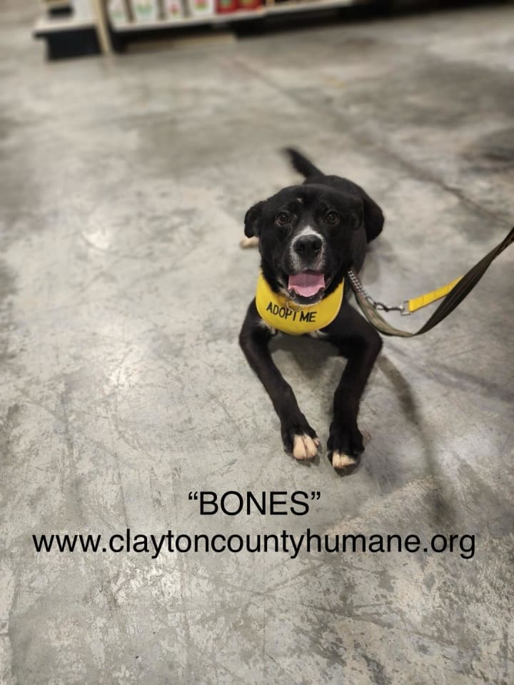 Photo of Bones