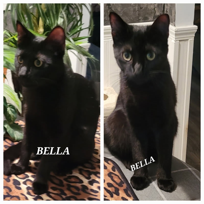 Photo of Bella