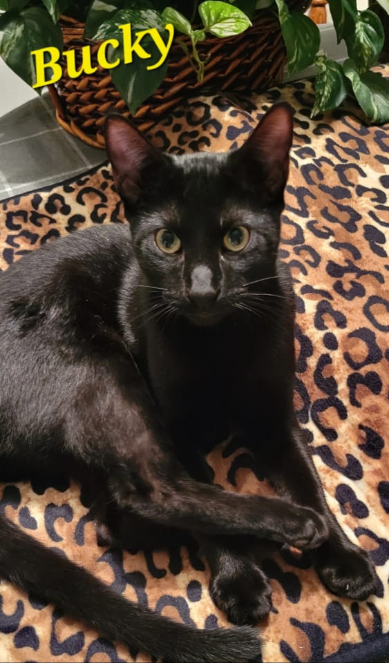 Photo of Bucky