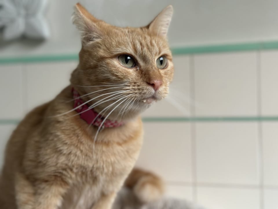 Photo of Goldie
