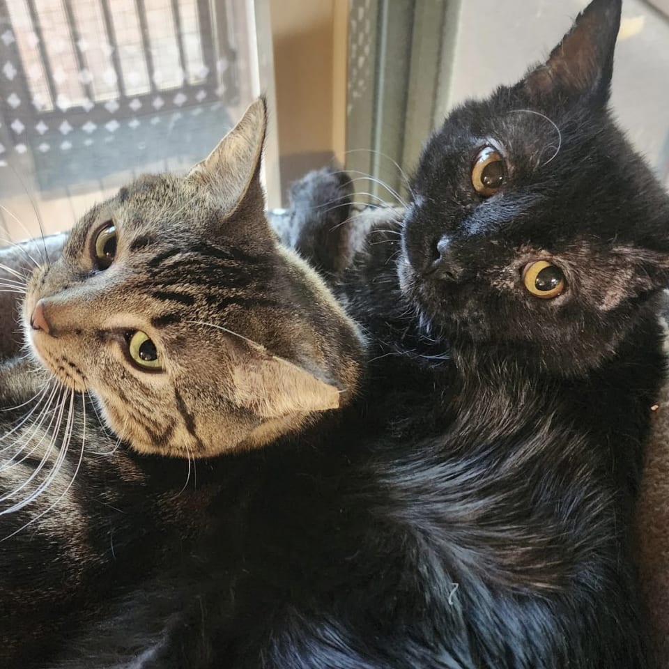 Photo of Filbert [and Jem]