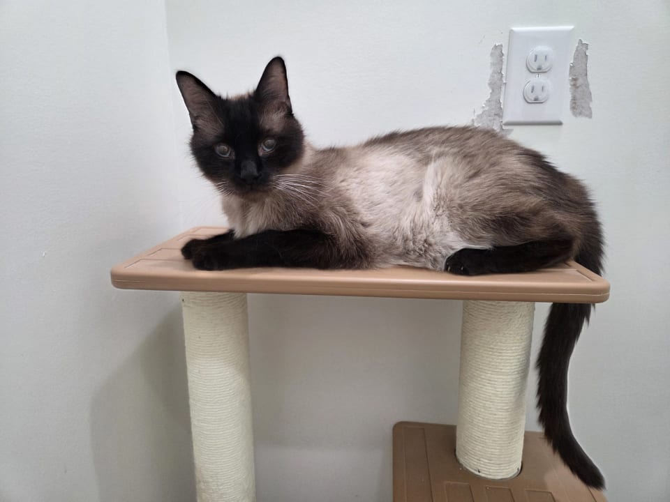 Photo of Diesel