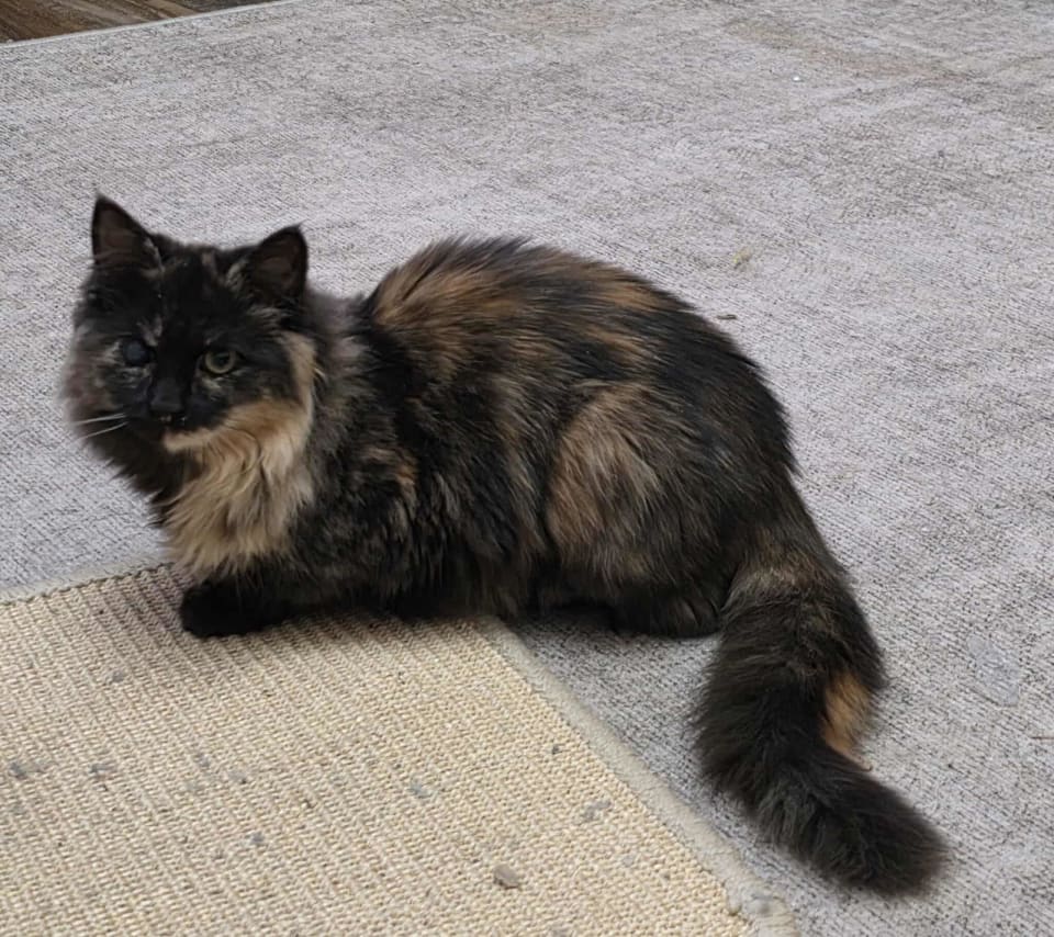 Photo of Fur-Nanda