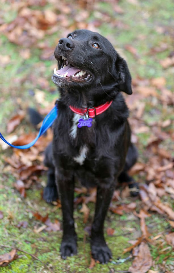 Photo of Clyde - MEET ME @ PETCO 9/5!
