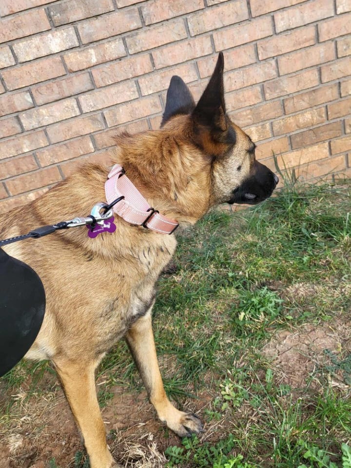 Photo of Roxanne located in New Mexico (aka Roxie)