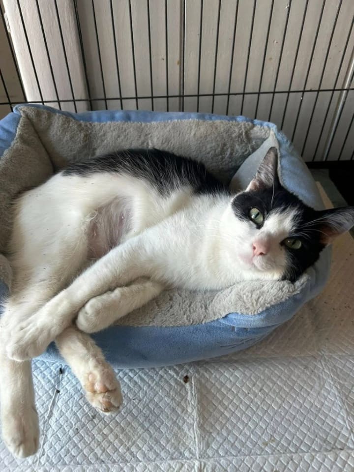 Photo of Viola