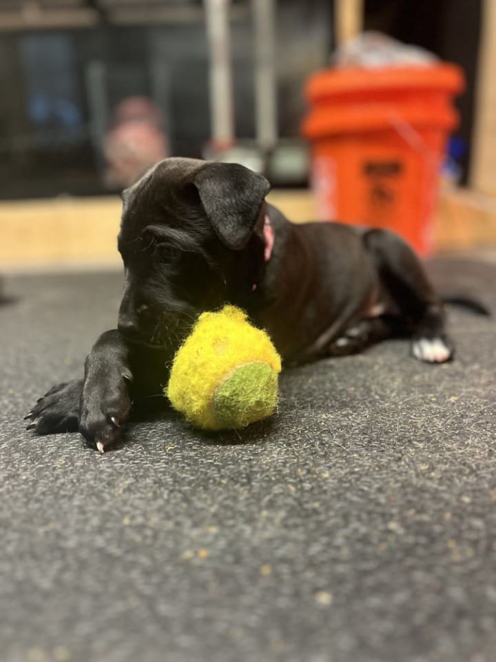 Photo of BookTok Fantasy Litter - Aelin - Located in VA