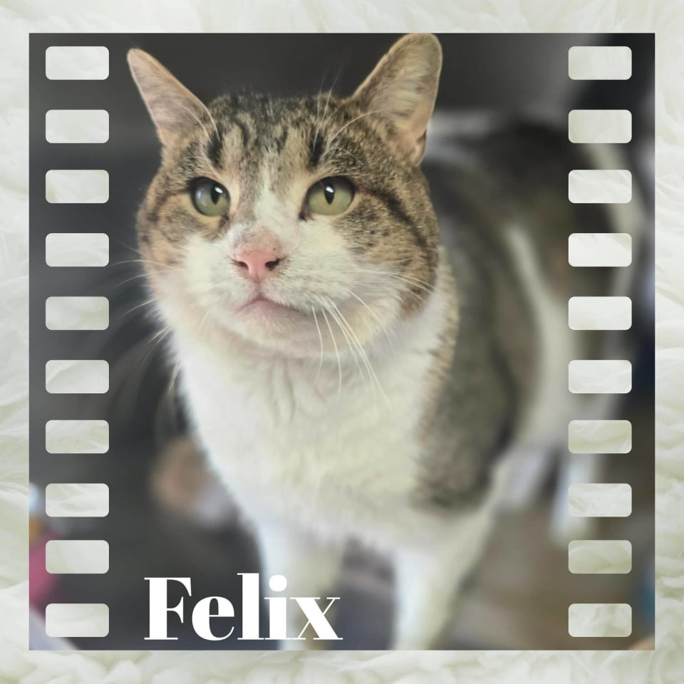 Photo of Felix