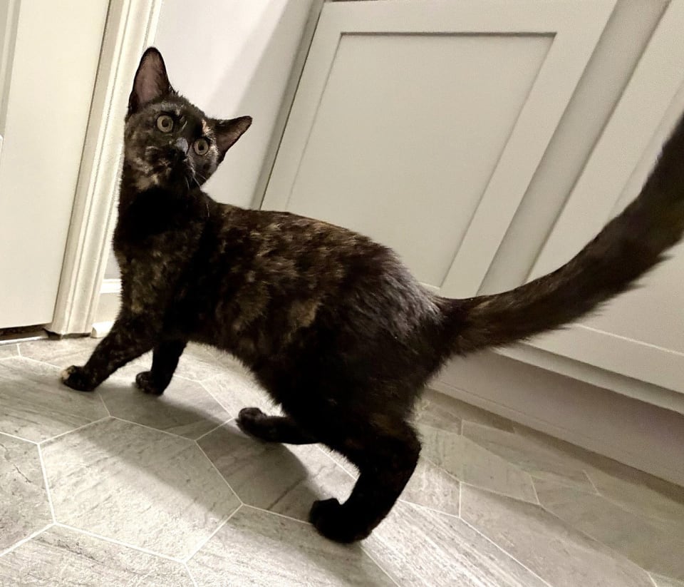 Photo of KITTEN BFF GLAMOROUS GALAXY