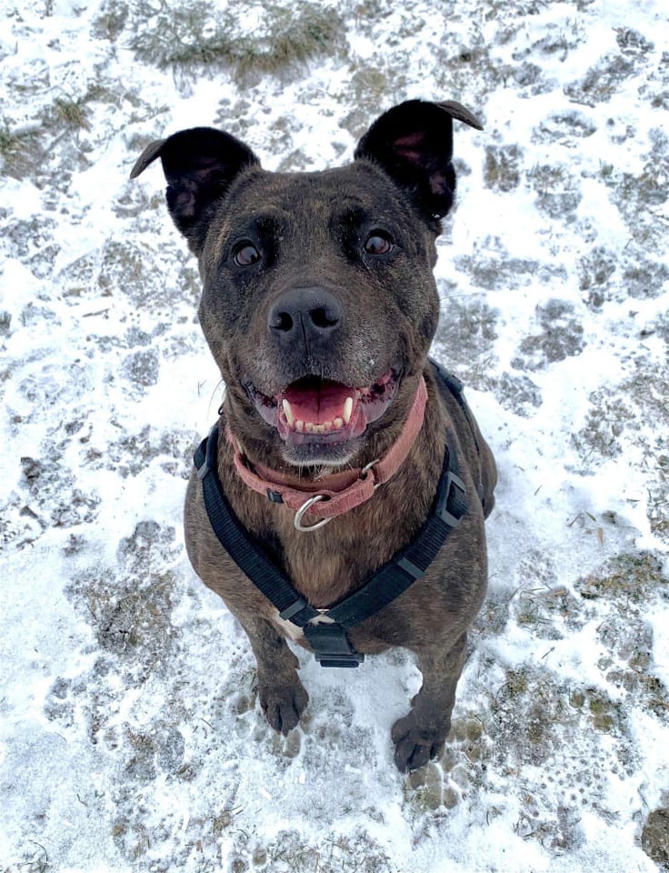 Photo of Holly (ISO Forever Foster)