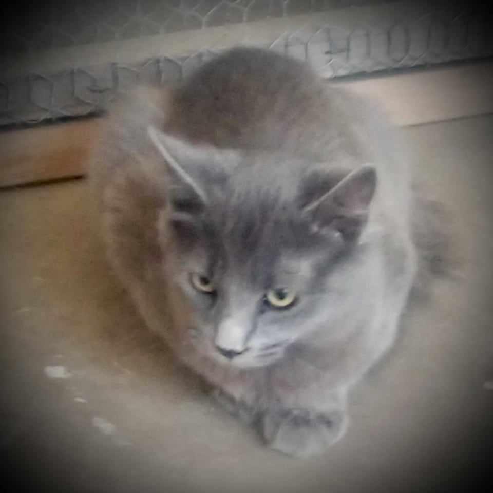 Photo of Picasso (Gray Fluffy Male)