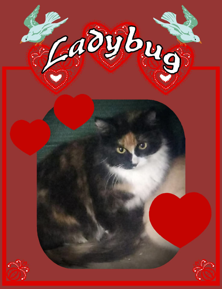 Photo of Ladybug (Torti & white Female2)