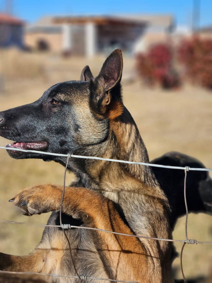 Photo of Bossy formerly Bosque