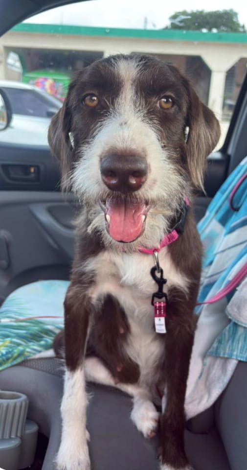 Photo of Dalilia (Foster in PR)