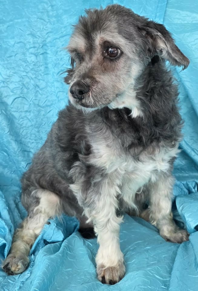 Photo of Chewy