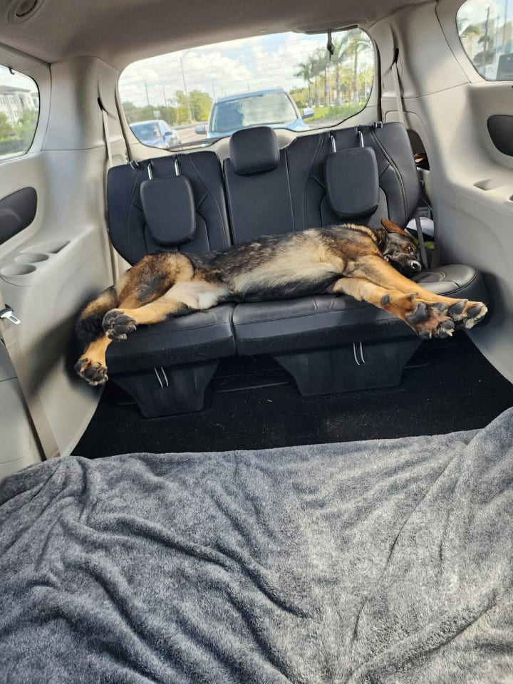 Photo of Dog
