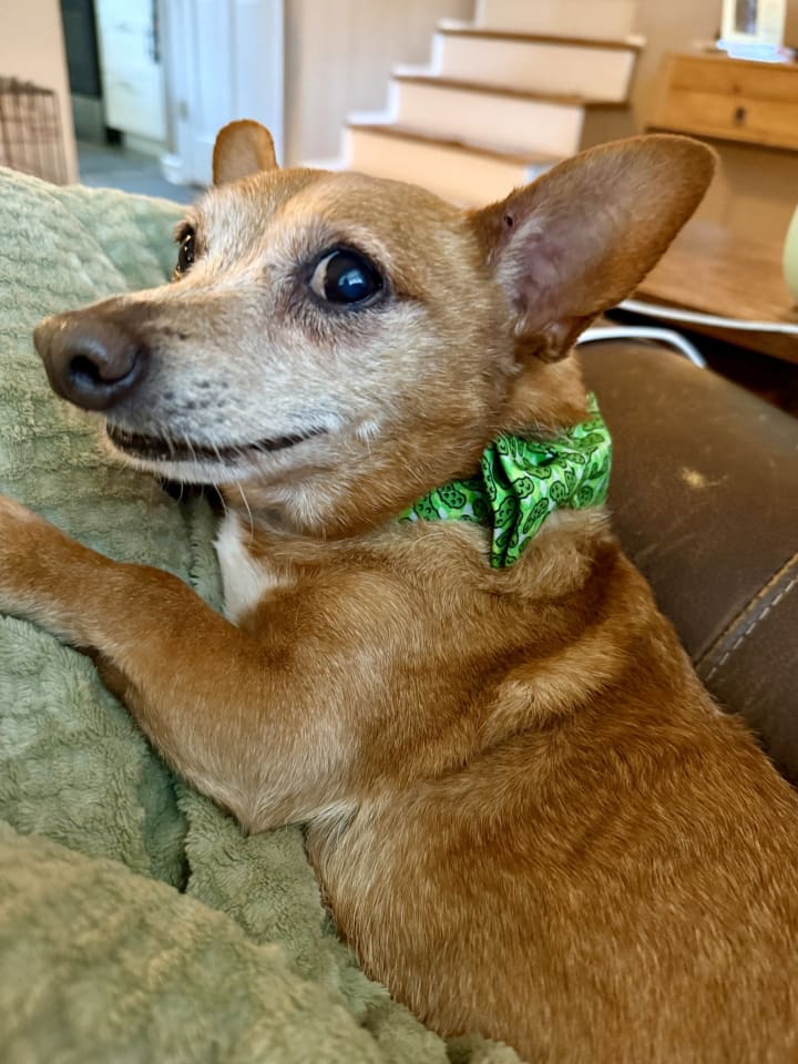 Photo of Senor Pickles