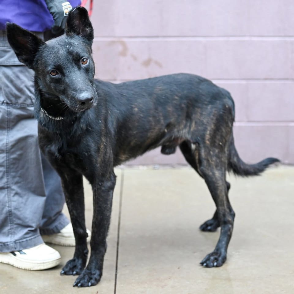 Photo of Inky - Located in VA
