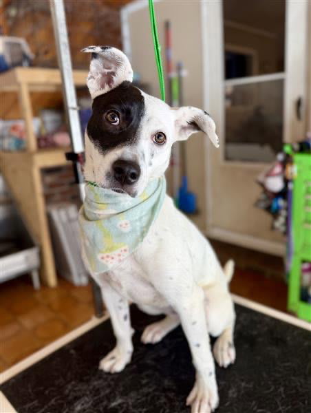 Photo of Stella