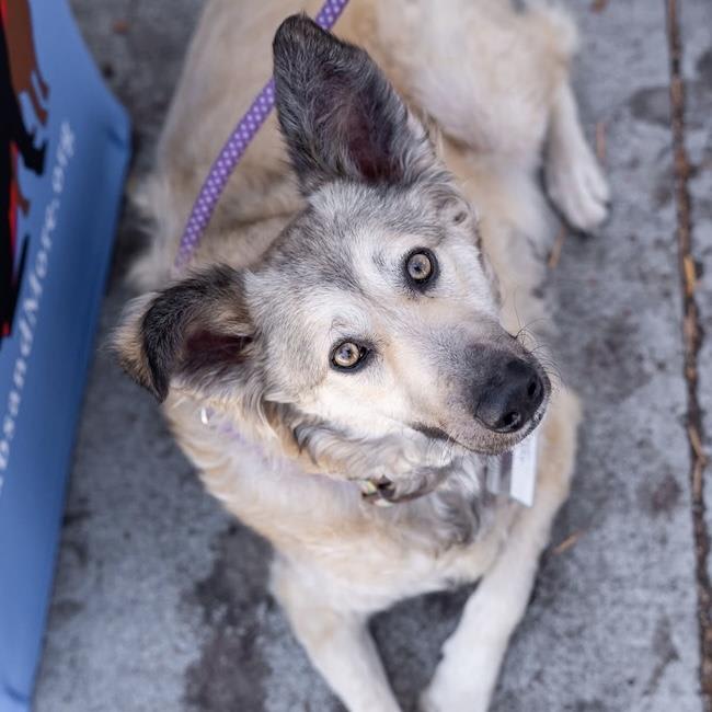 Photo of Jasper - Adopted!