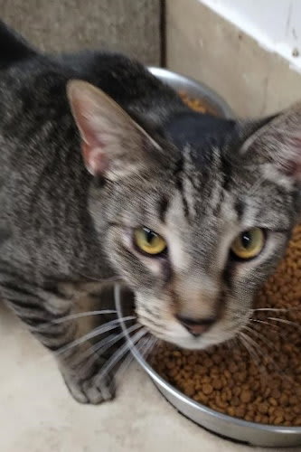 Photo of Julie - cat room