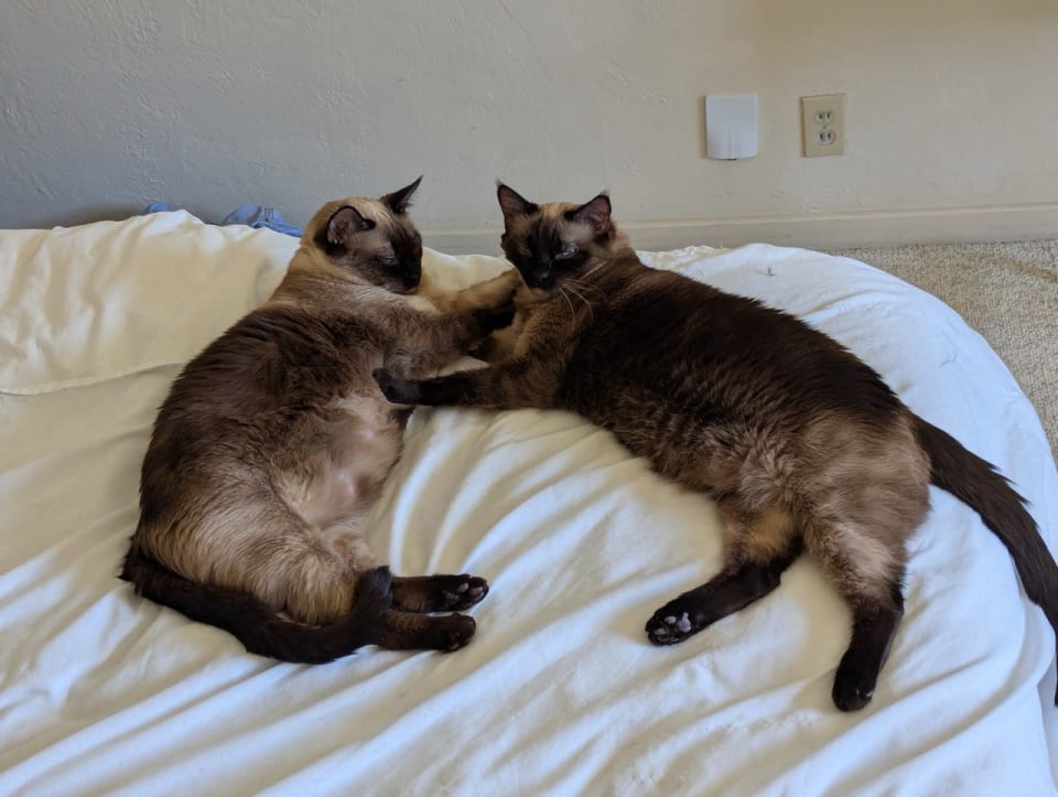 Photo of Honolulu (bonded with Dallas)