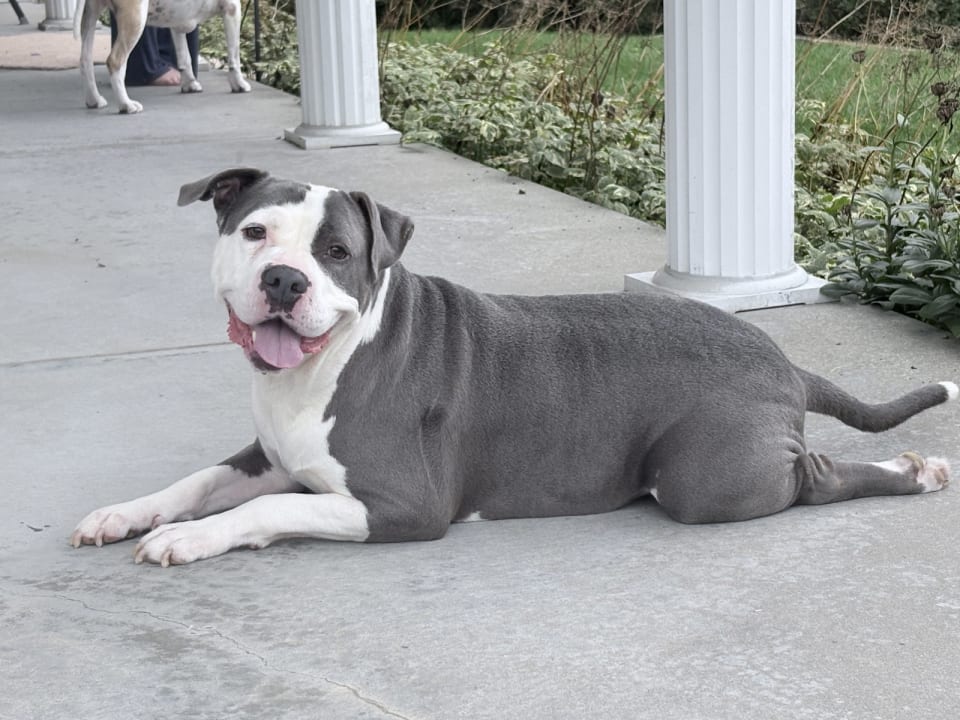 Photo of Smokey *TRANSPORTATION AVAILABLE
