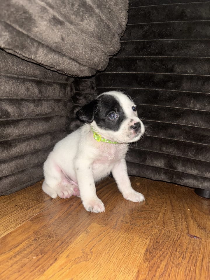 Photo of Chance