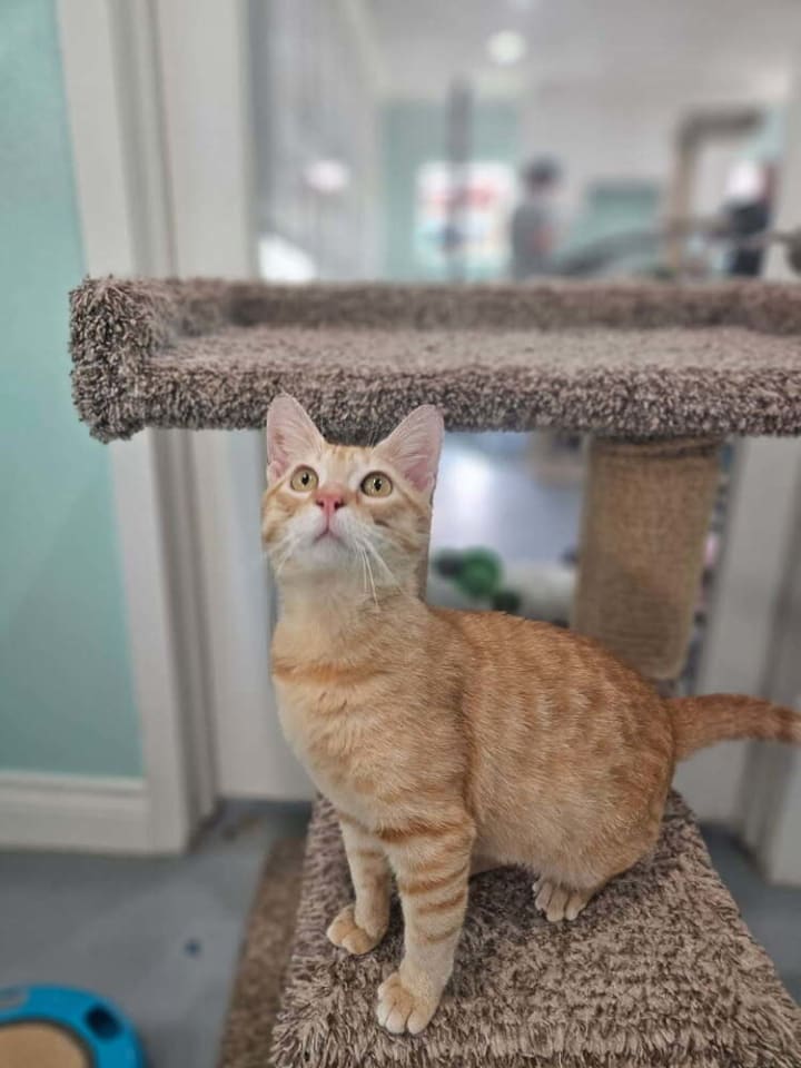 Photo of Taffy