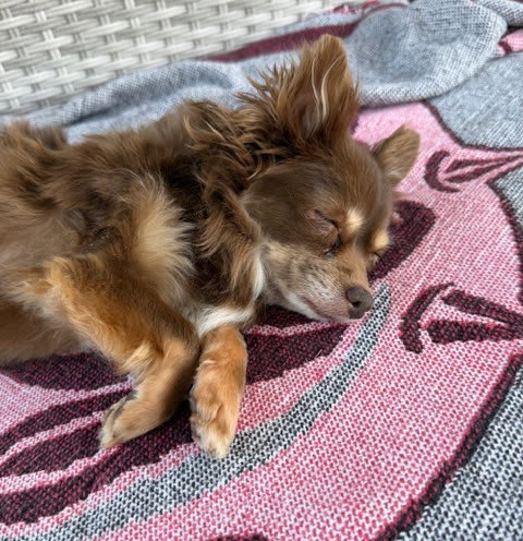 Photo of Ginger Bella