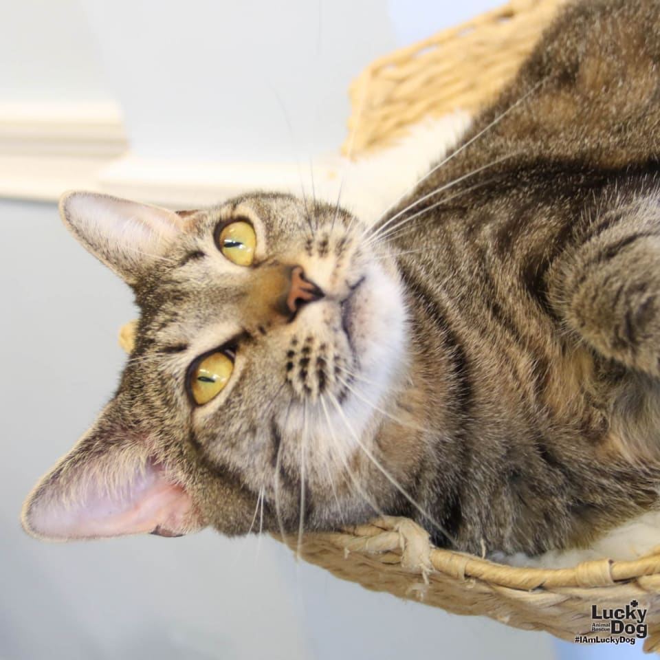 Photo of Cleo