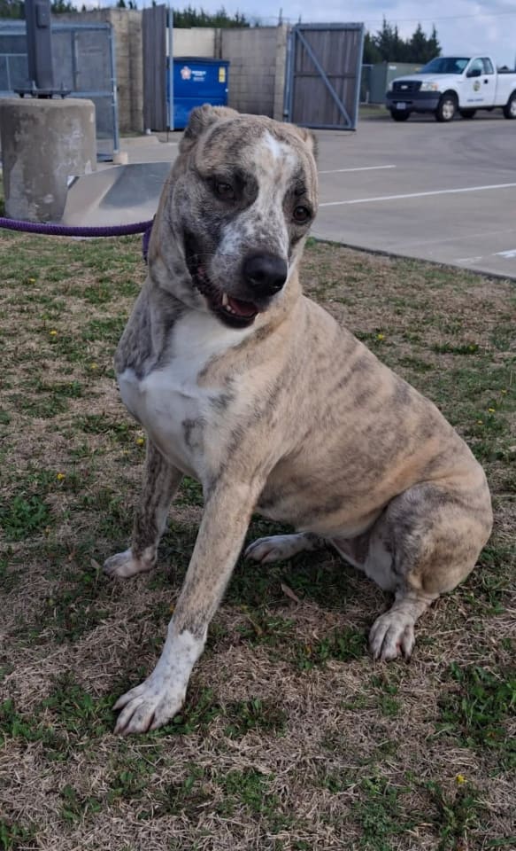 Photo of Molly-Diamond Dog! $75 Adoption Fee!