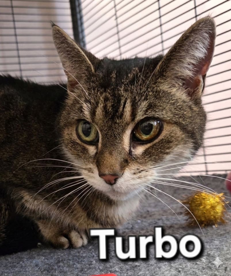 Photo of Turbo