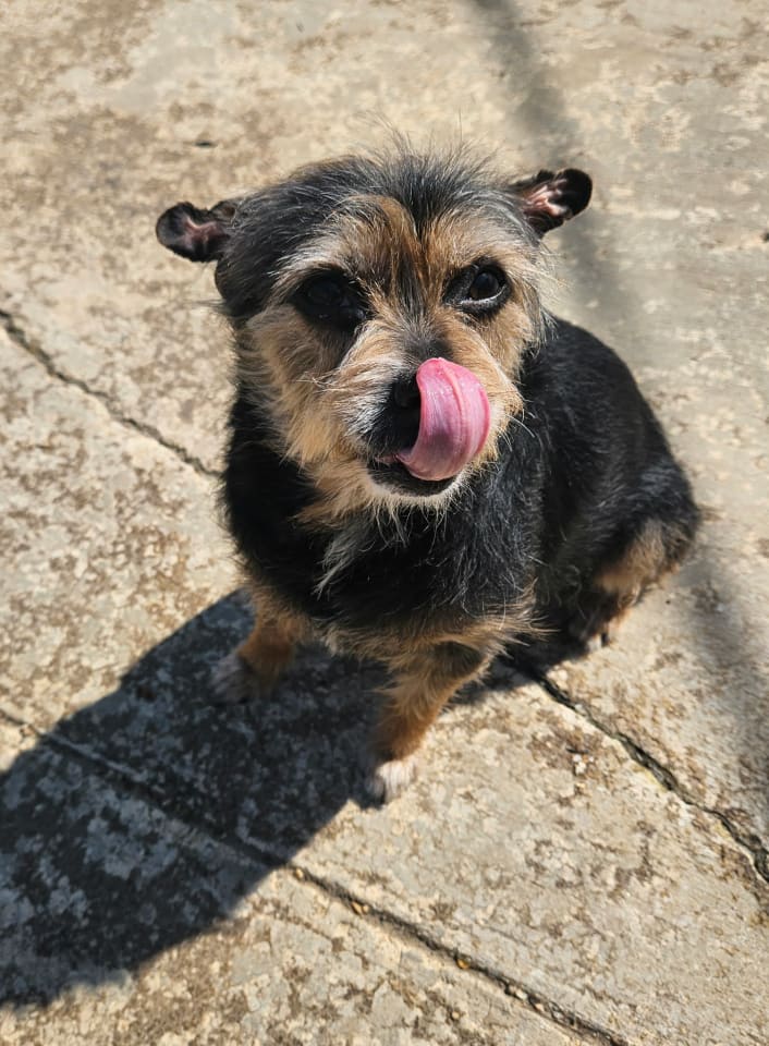Photo of Lolli