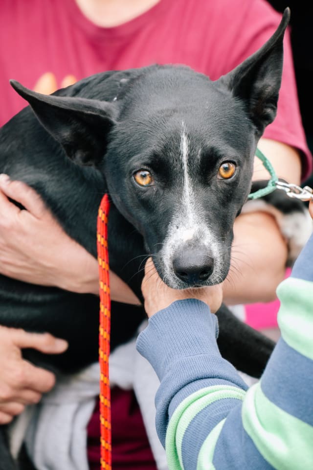 Photo of Spooky - big ear energy