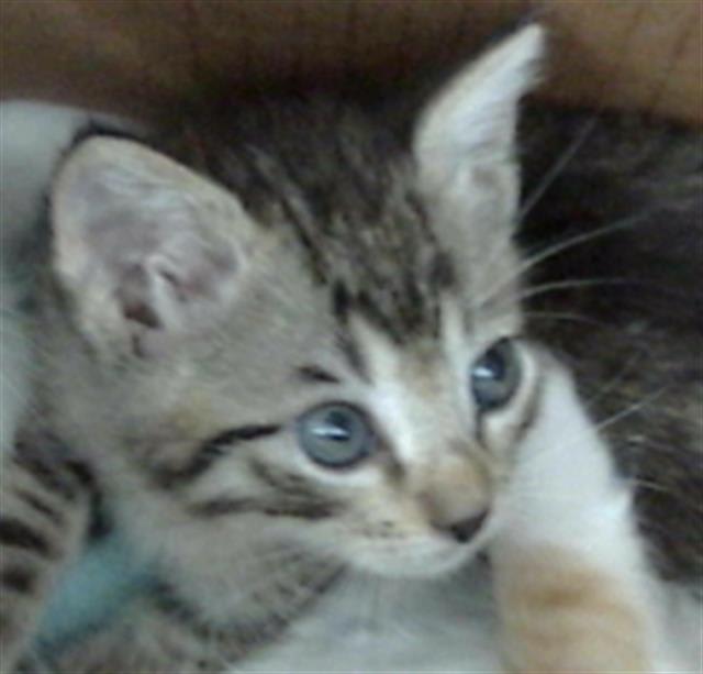 Photo of AANG