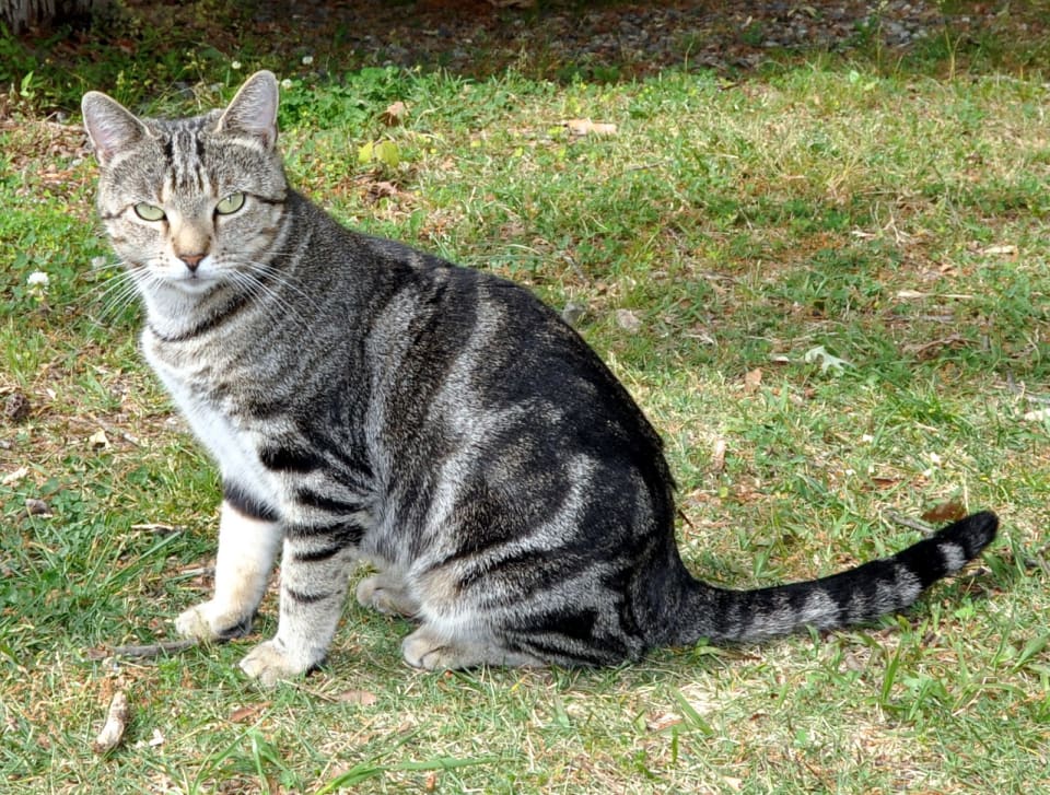 Photo of Kiki - NC
