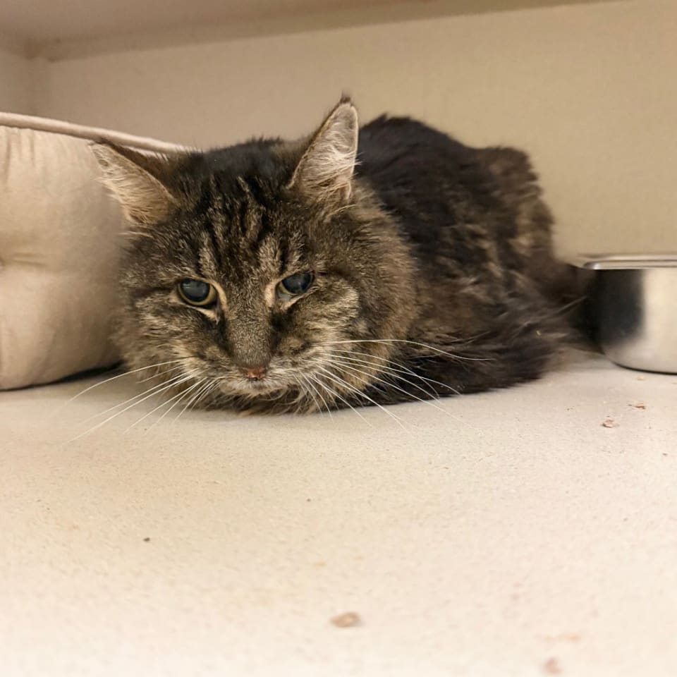 Photo of Purling