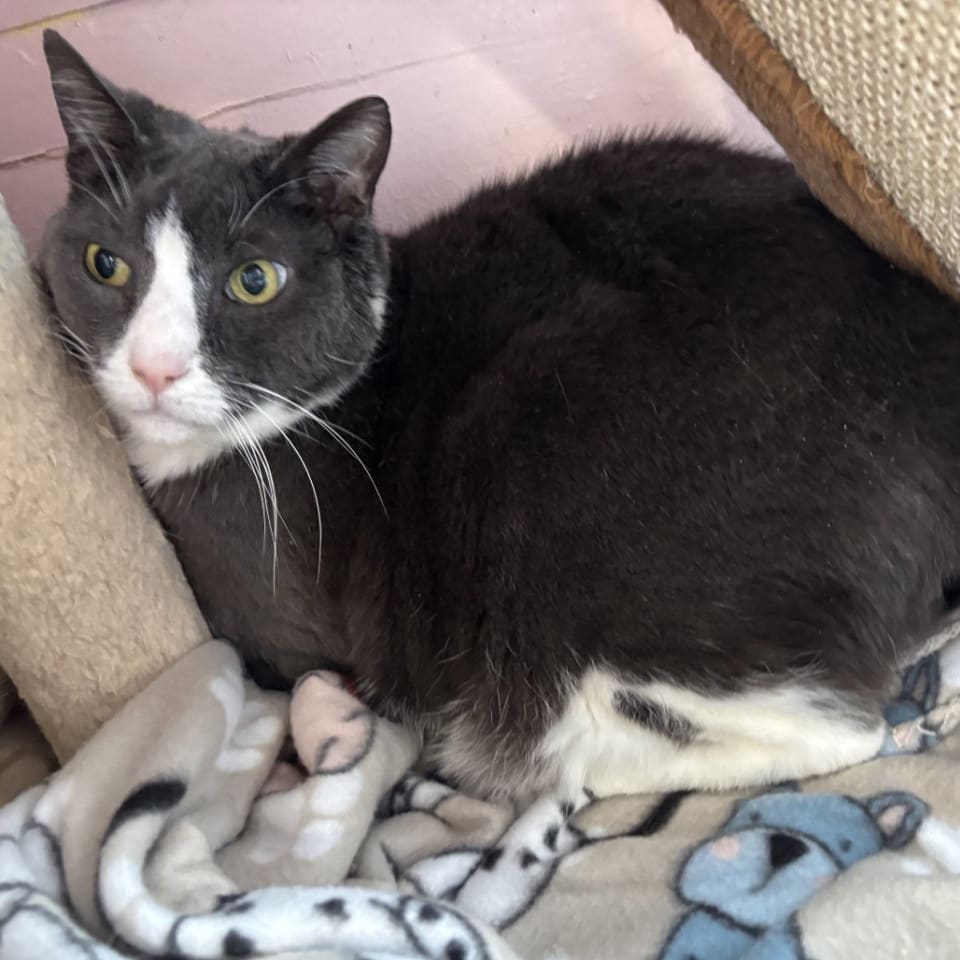 Photo of Roscoe