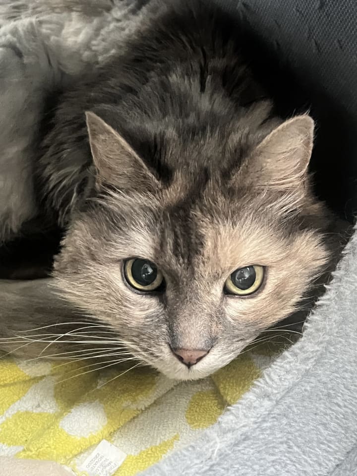 Photo of Biscuit