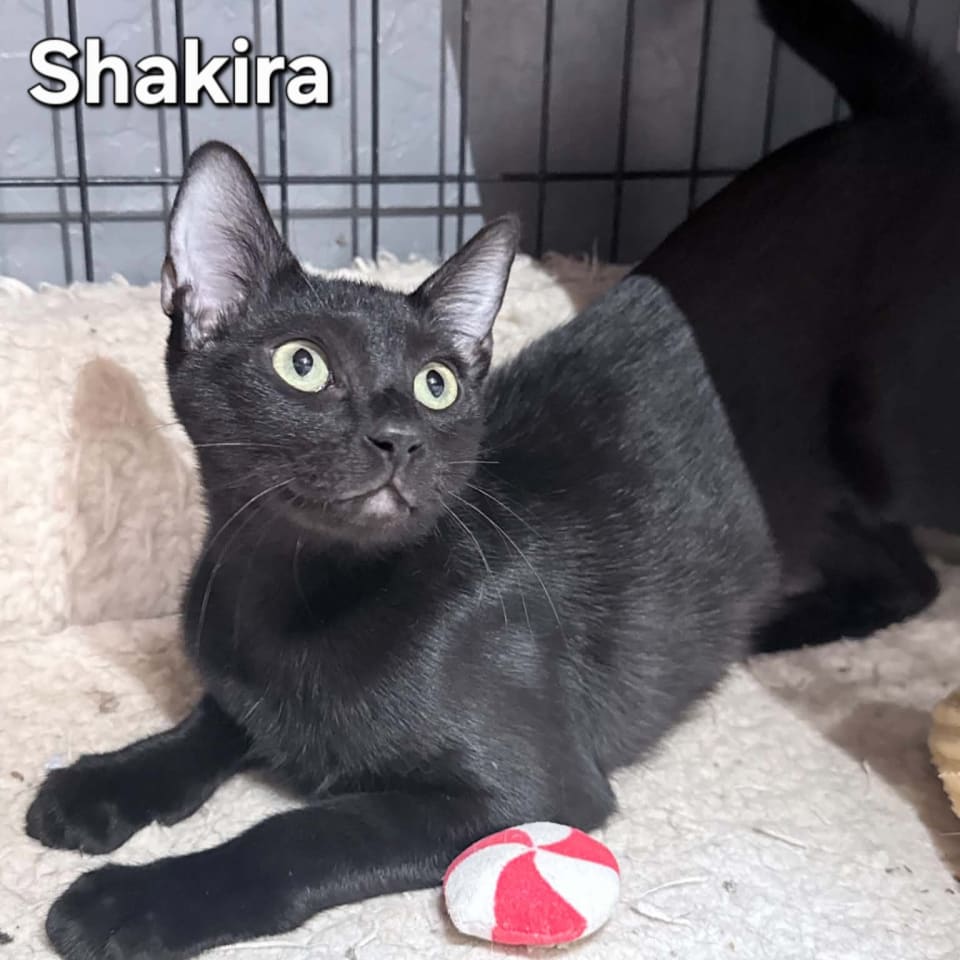 Photo of Shakira