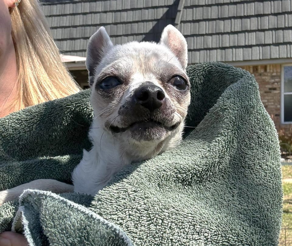 Photo of Edna the Spicy Chi TX