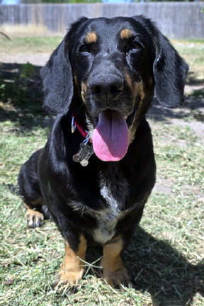 Photo of CARLA - ADOPTION PENDING!