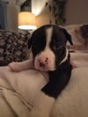 Photo of Po Boy - Zoey's Litter