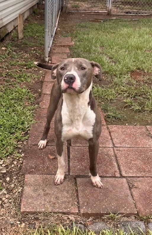 Photo of Hank the Handsome
