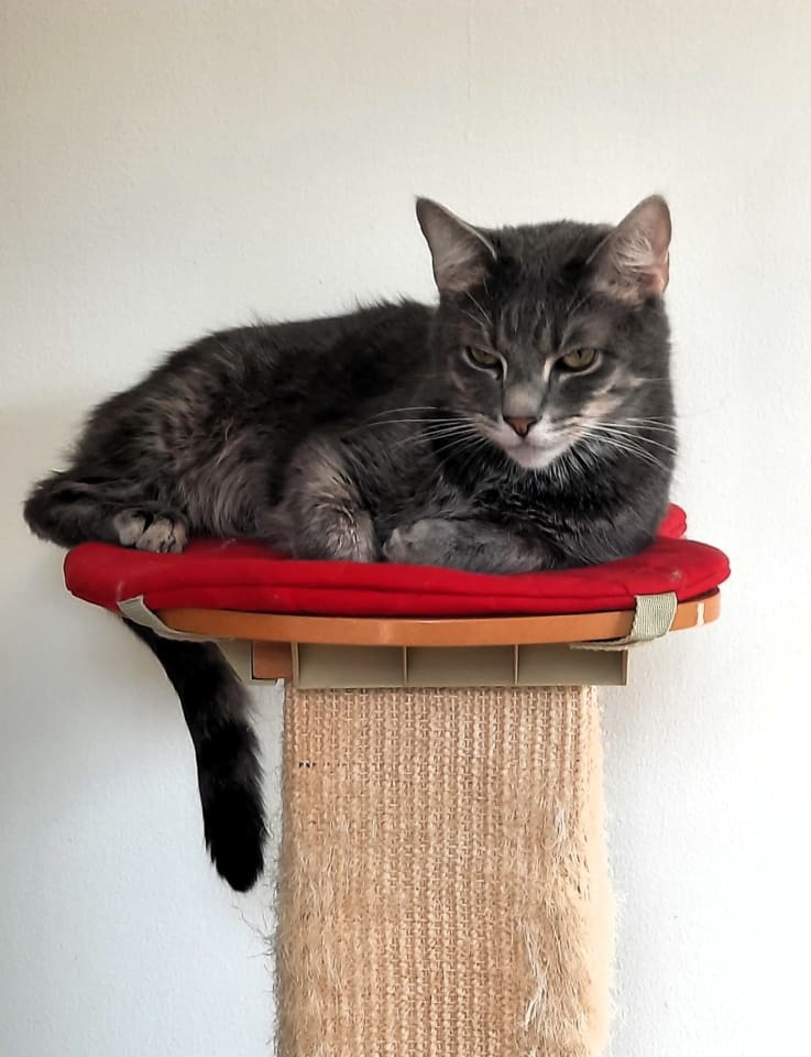 Photo of Taz