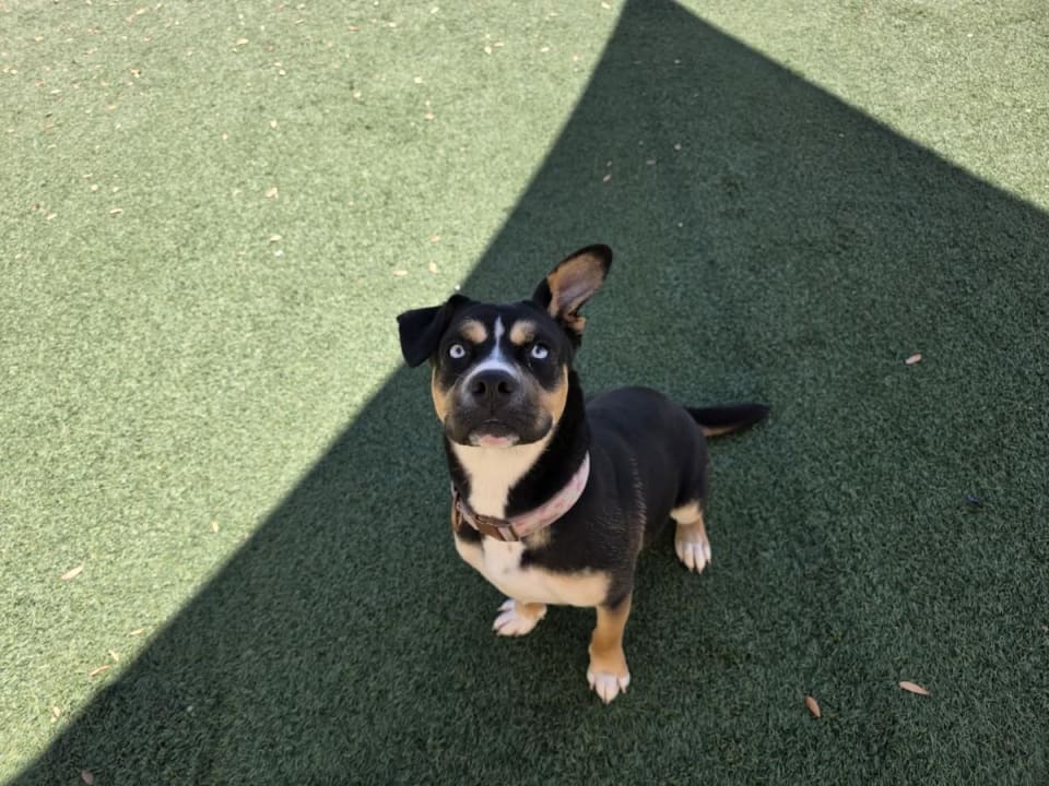Photo of Dior-$75 Adoption Fee! Diamond Dog!