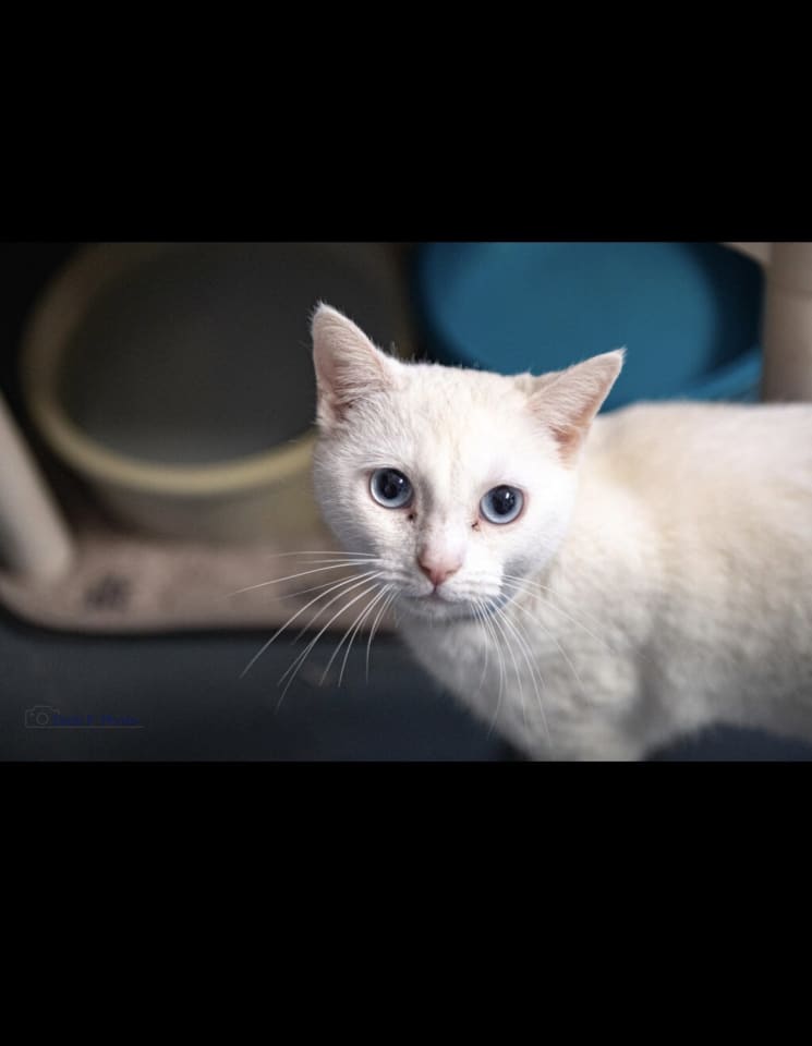 Photo of Marshmallow